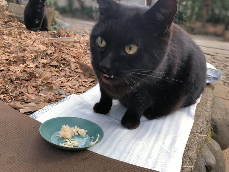 クリックすると大きくなります f:id:garadanikki:20190321120014j:plain