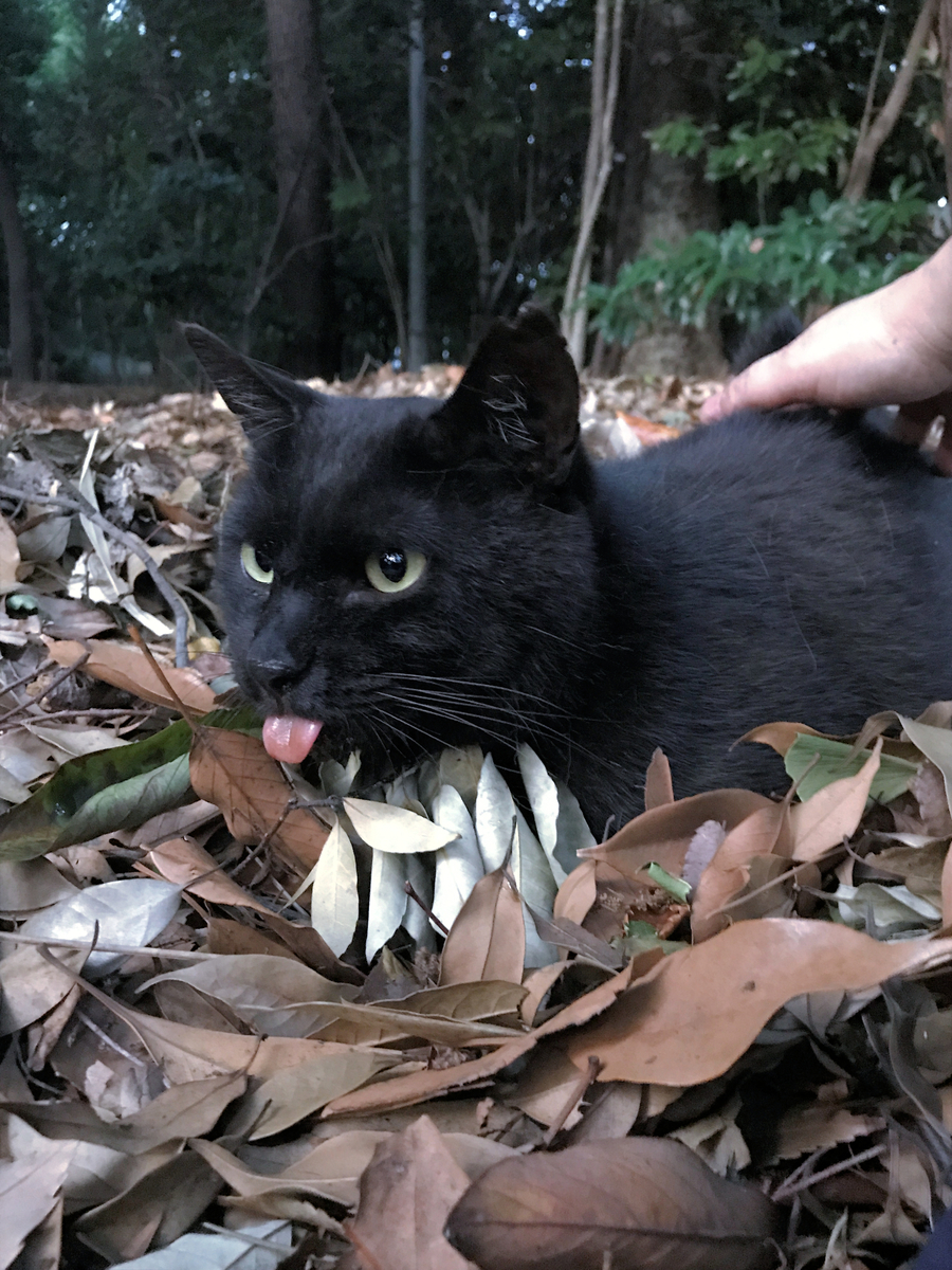 クリックすると大きくなります f:id:garadanikki:20190403084906j:plain