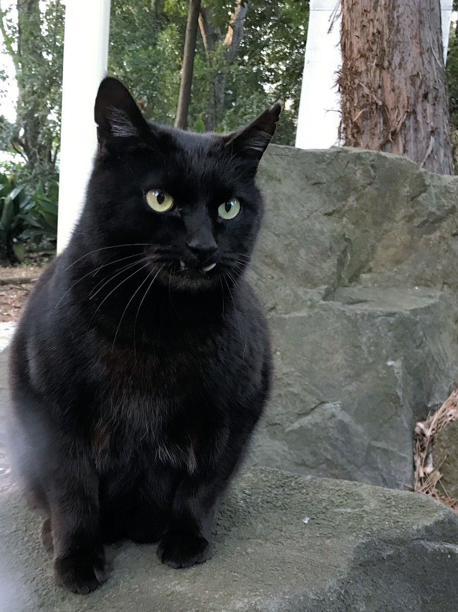 クリックすると大きくなります f:id:garadanikki:20190403090454j:plain