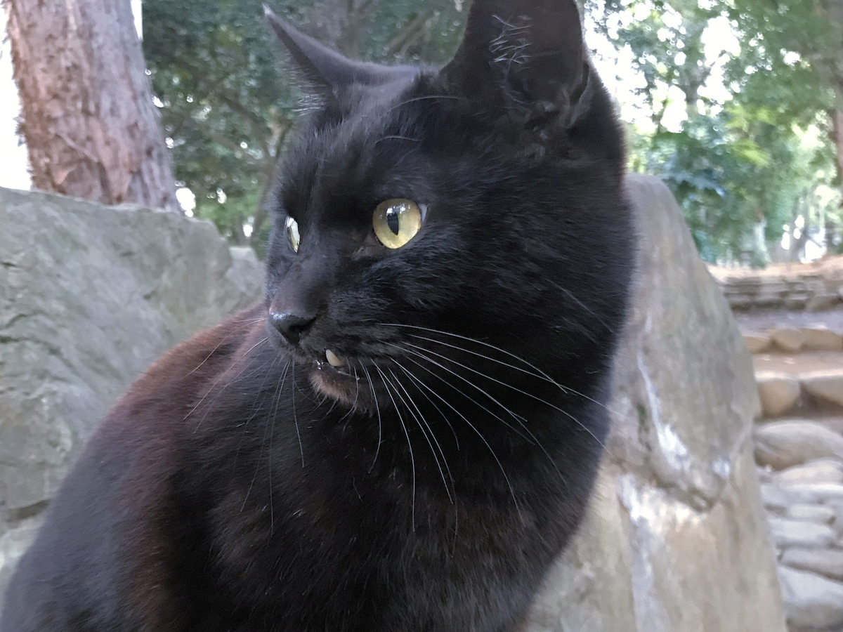 クリックすると大きくなります f:id:garadanikki:20190403090713j:plain