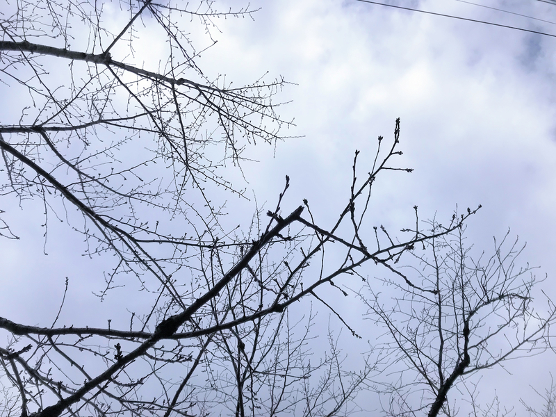 f:id:garadanikki:20190406142923j:plain