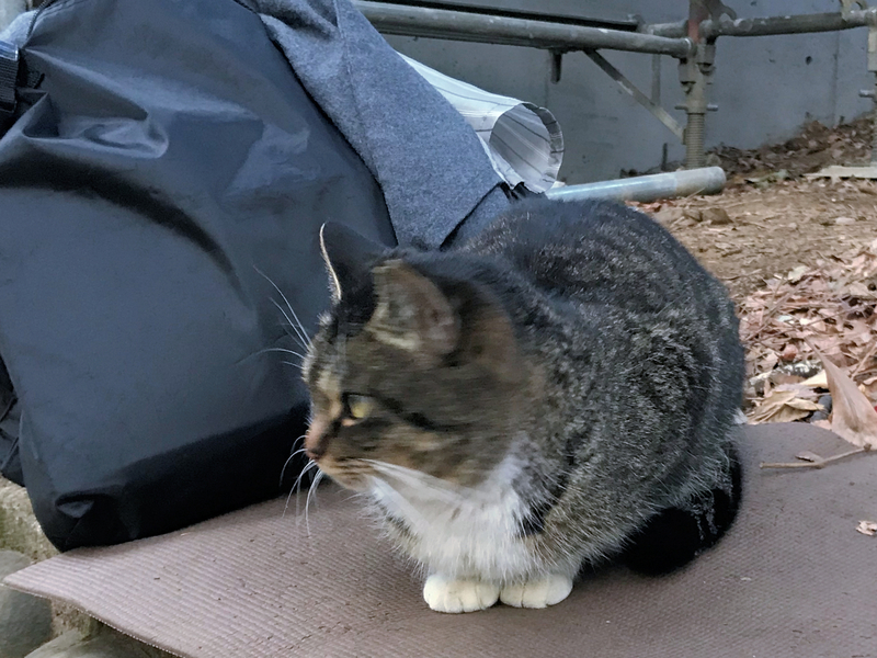 f:id:garadanikki:20190406145201j:plain
