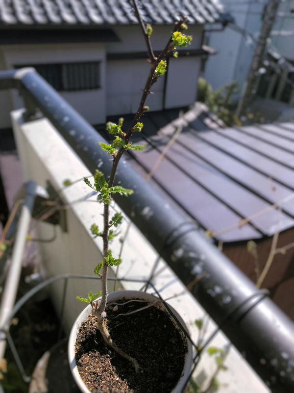 クリックすると大きくなります f:id:garadanikki:20190415120859j:plain