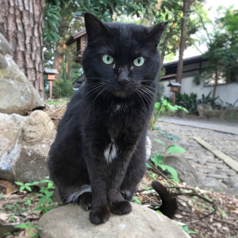 f:id:garadanikki:20190422164350j:plain