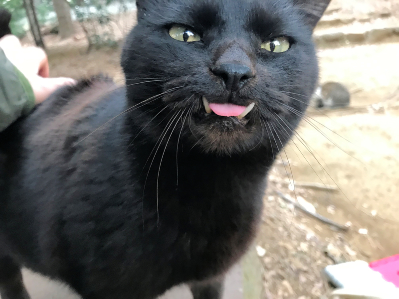 クリックすると大きくなります f:id:garadanikki:20190430131148j:plain