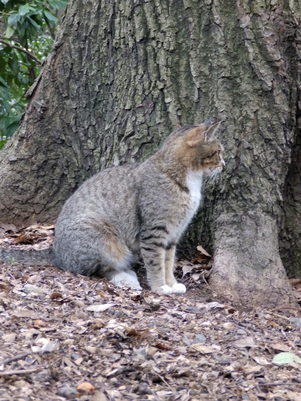 クリックすると大きくなります f:id:garadanikki:20190512091647j:plain