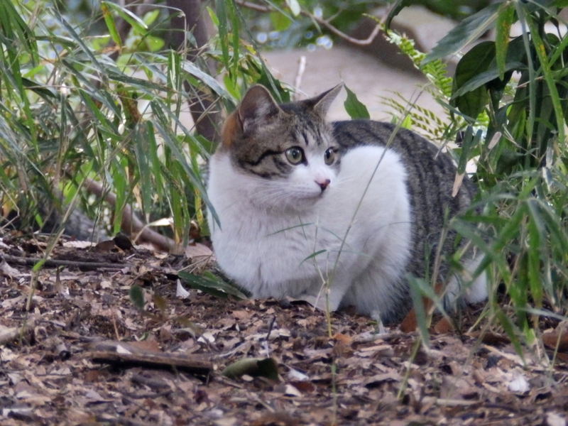 クリックすると大きくなります f:id:garadanikki:20190512091648j:plain