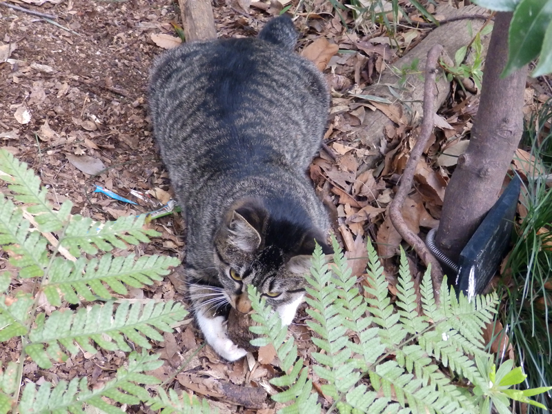 クリックすると大きくなります f:id:garadanikki:20190512091652j:plain