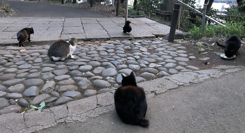 f:id:garadanikki:20190512164358j:plain