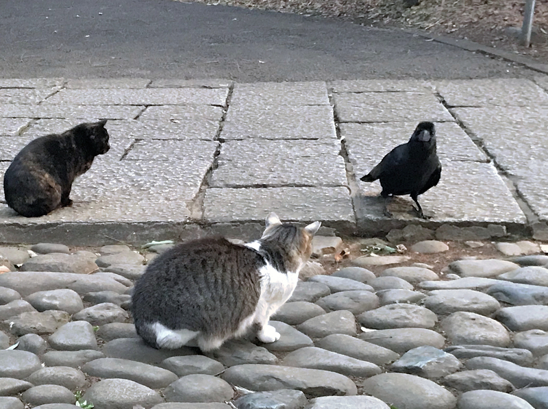 f:id:garadanikki:20190512164400j:plain