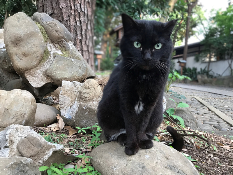 f:id:garadanikki:20190518095156j:plain