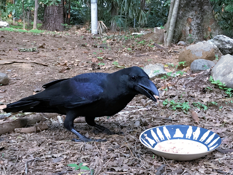 f:id:garadanikki:20190518095159j:plain