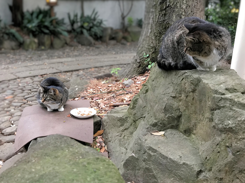 クリックすると大きくなります f:id:garadanikki:20190525122056j:plain