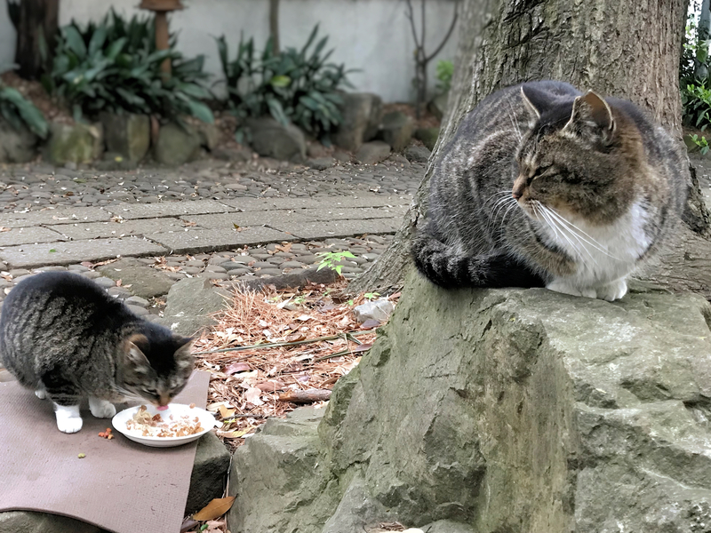 クリックすると大きくなります f:id:garadanikki:20190525122059j:plain