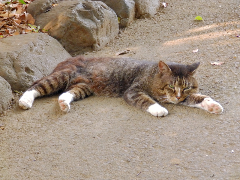 f:id:garadanikki:20190528130319j:plain