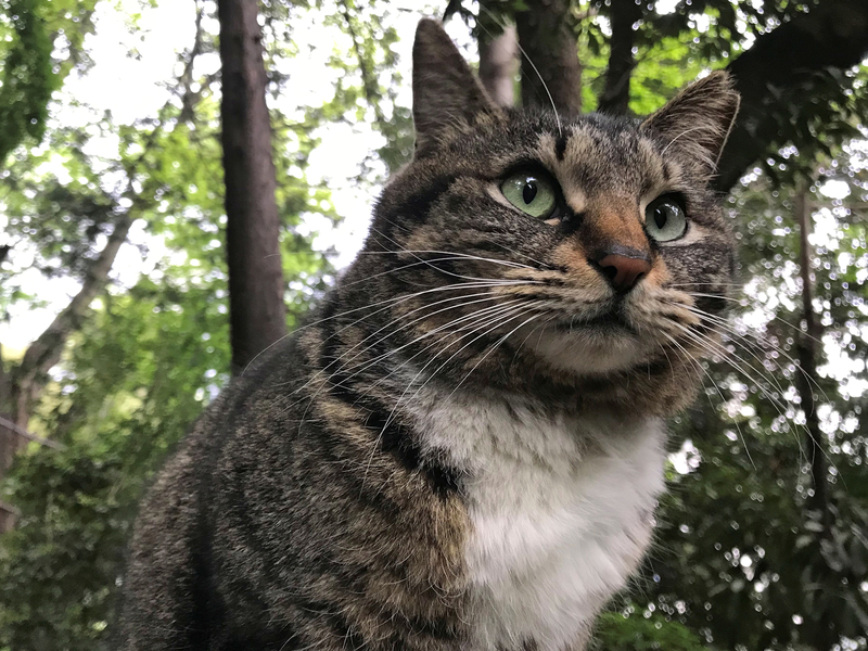 f:id:garadanikki:20190528130320j:plain