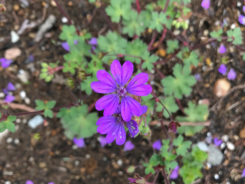 f:id:garadanikki:20190601173300j:plain