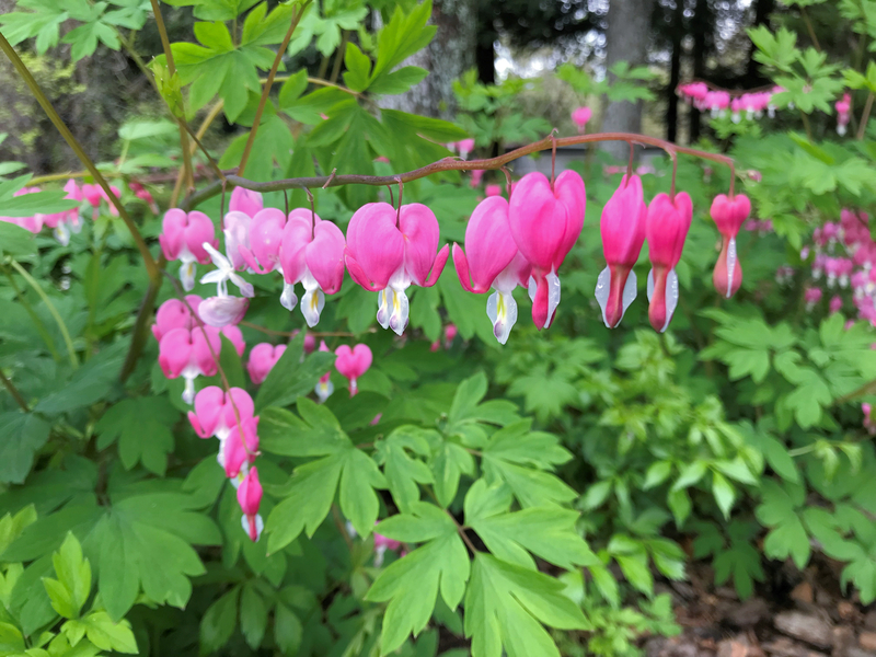 f:id:garadanikki:20190601173301j:plain