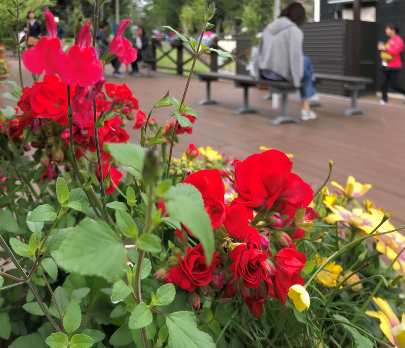 f:id:garadanikki:20190601173312j:plain