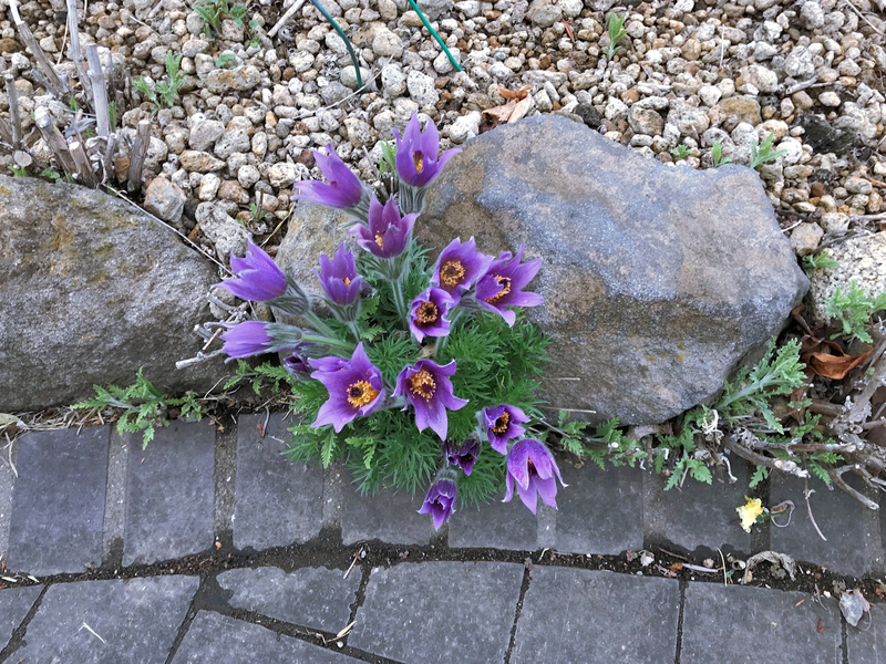 f:id:garadanikki:20190601190000j:plain