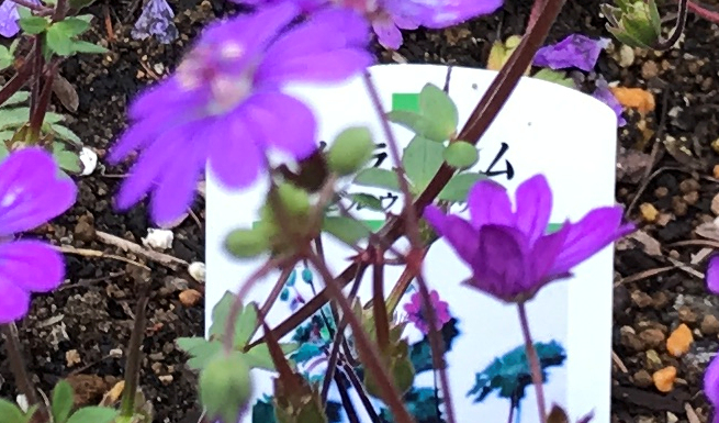 f:id:garadanikki:20190603125423j:plain