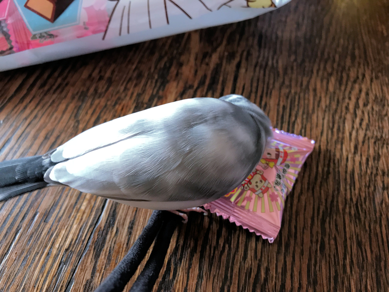 クリックすると大きくなります f:id:garadanikki:20190608131731j:plain