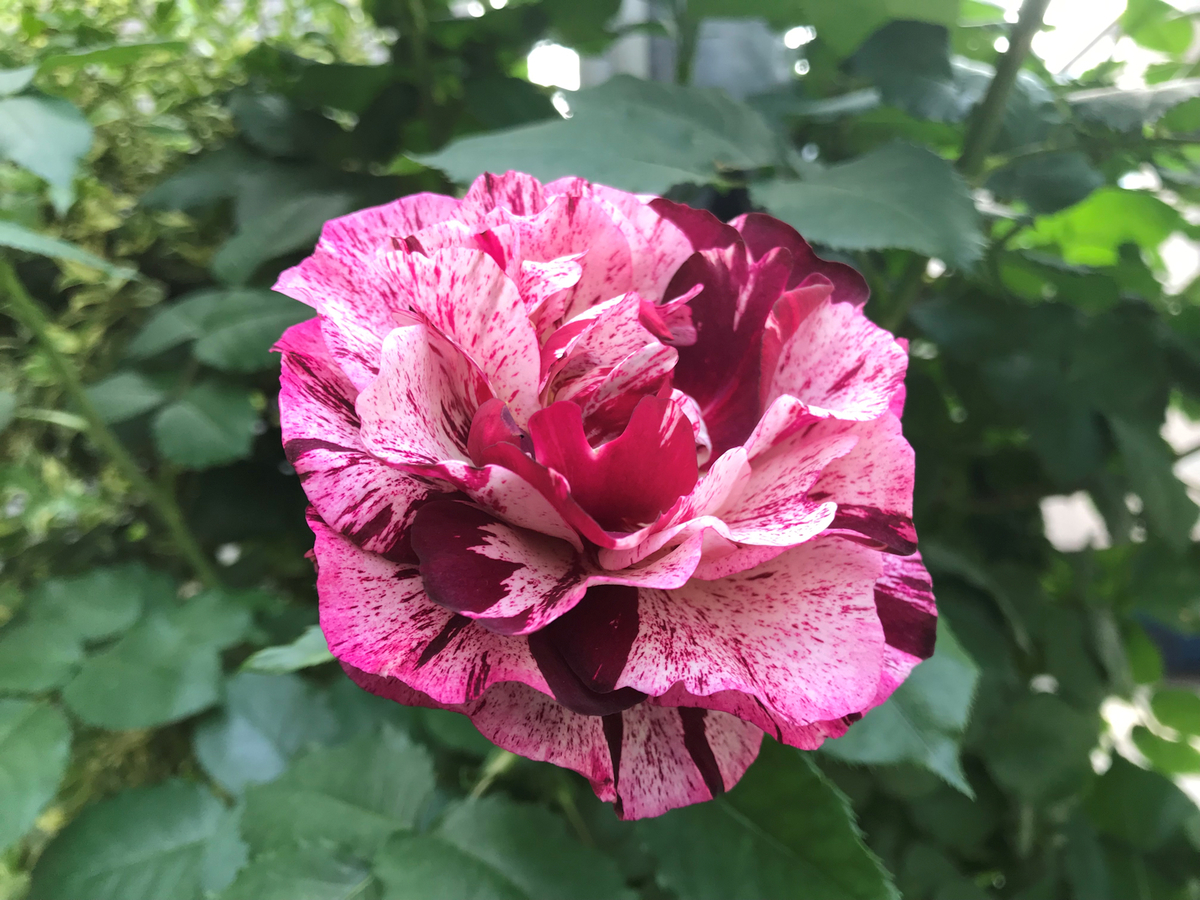 f:id:garadanikki:20190611113636j:plain