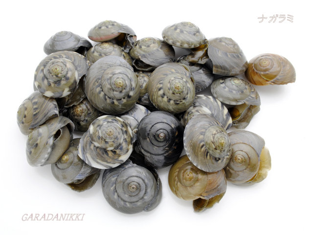 クリックすると大きくなります f:id:garadanikki:20190612142752j:plain