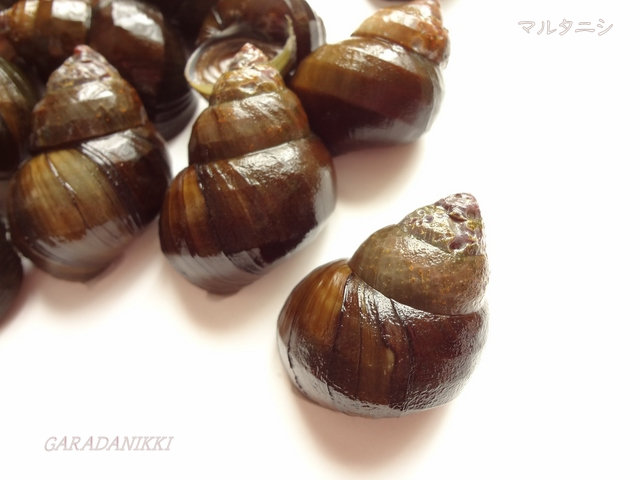 クリックすると大きくなります f:id:garadanikki:20190612142753j:plain