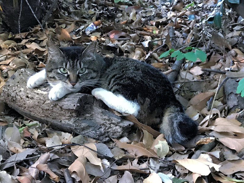 f:id:garadanikki:20190623190828j:plain