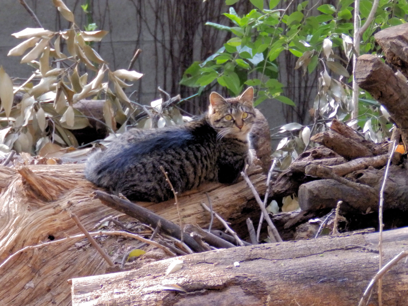 f:id:garadanikki:20190708114409j:plain