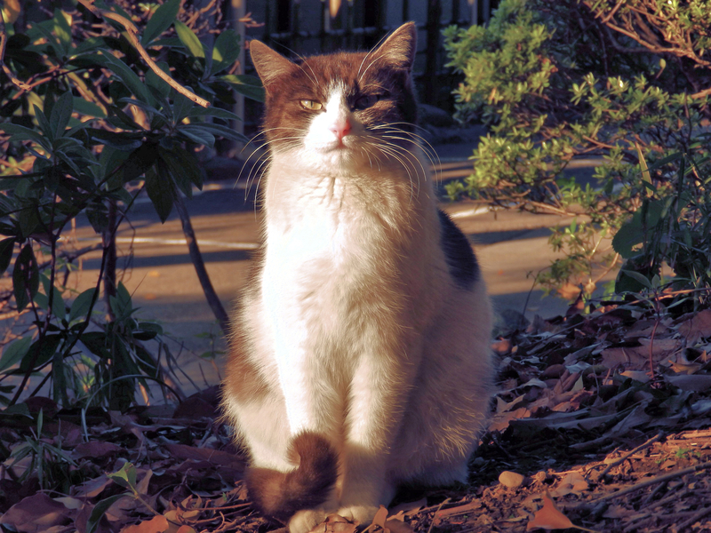 f:id:garadanikki:20190708114416j:plain