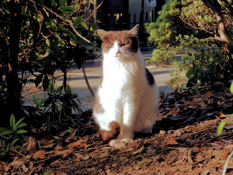 f:id:garadanikki:20190708114423j:plain