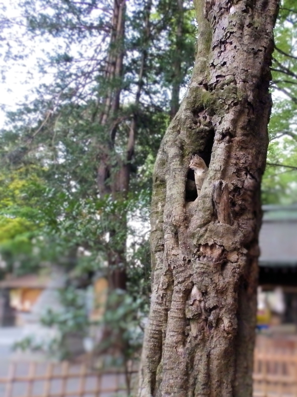 f:id:garadanikki:20190708114429j:plain