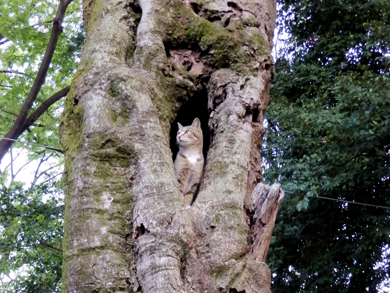 f:id:garadanikki:20190708114450j:plain