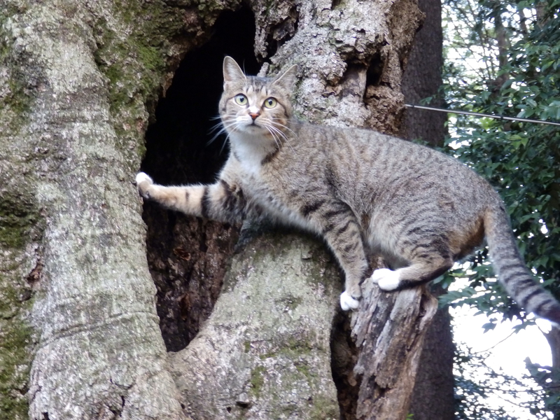 f:id:garadanikki:20190708114510j:plain