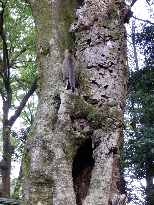 f:id:garadanikki:20190708114522j:plain