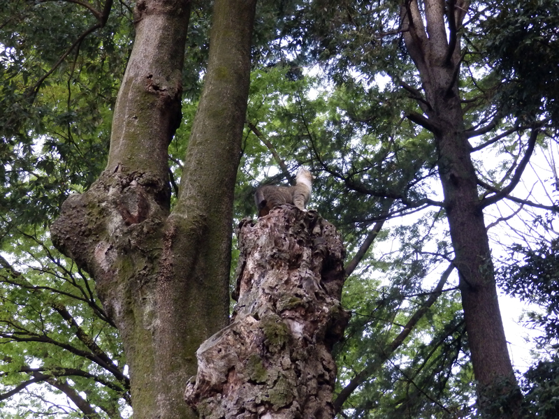 f:id:garadanikki:20190708114530j:plain