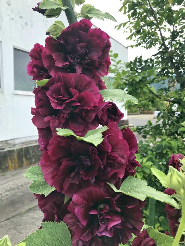 f:id:garadanikki:20190730102517j:plain