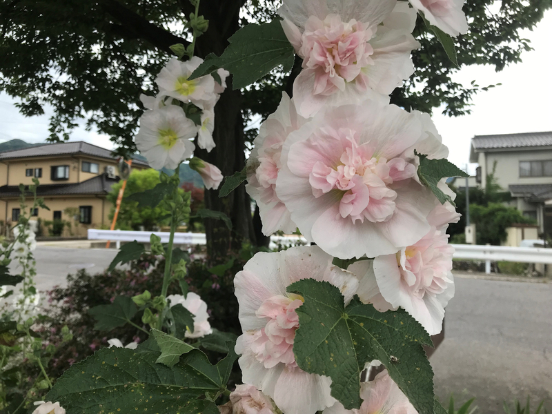 f:id:garadanikki:20190730102526j:plain