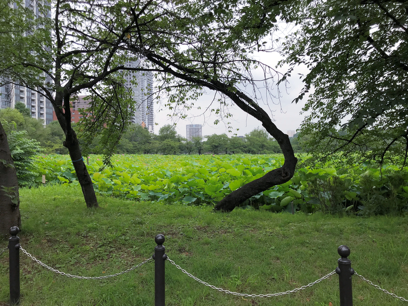 f:id:garadanikki:20190821123935j:plain