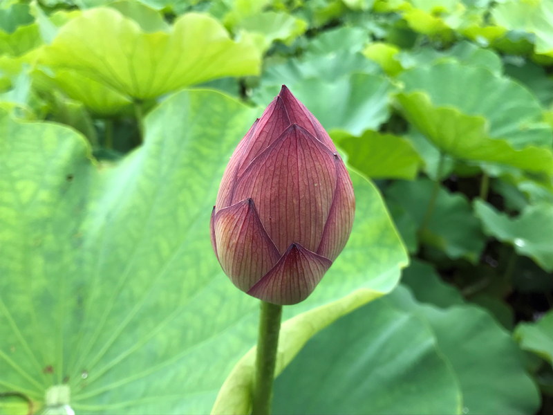 f:id:garadanikki:20190821124034j:plain