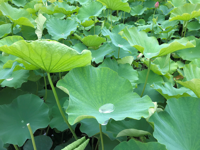 f:id:garadanikki:20190821124051j:plain