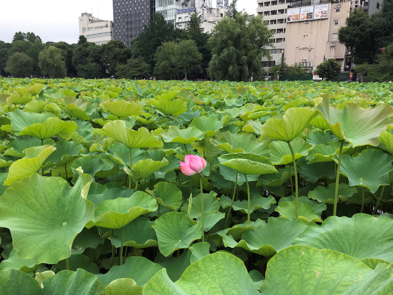 f:id:garadanikki:20190821124103j:plain