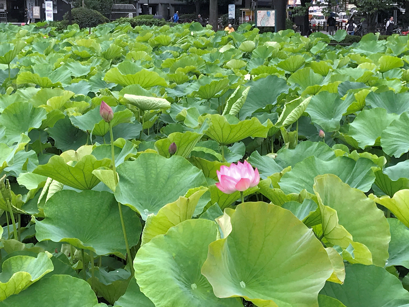 f:id:garadanikki:20190821124109j:plain