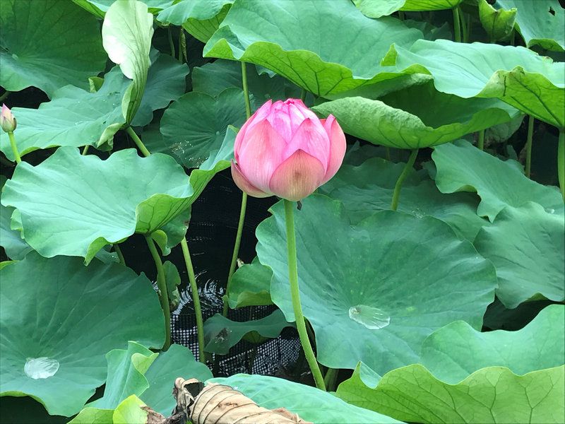 f:id:garadanikki:20190821124122j:plain