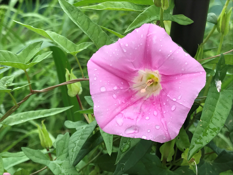 f:id:garadanikki:20190821124134j:plain