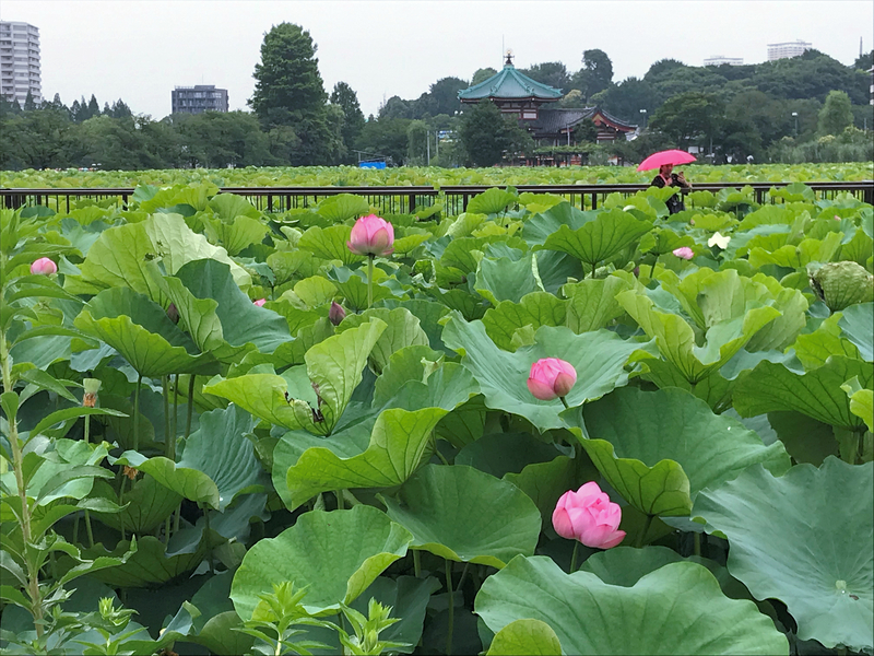 f:id:garadanikki:20190821124140j:plain