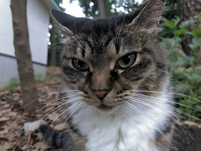 f:id:garadanikki:20190824143416j:plain