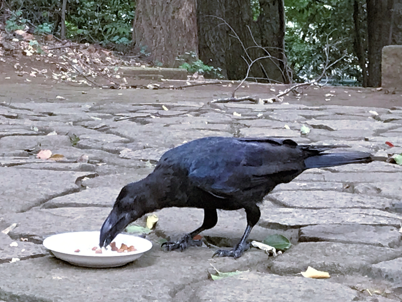 クリックすると大きくなります f:id:garadanikki:20190904144134j:plain